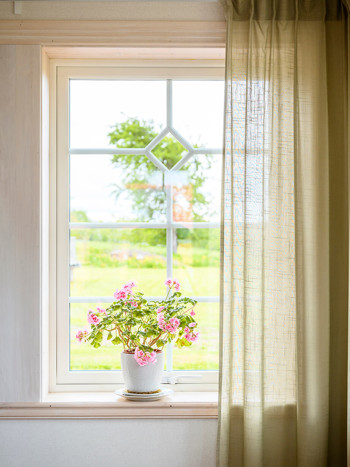 Blomma framför vita fönster med spröjs